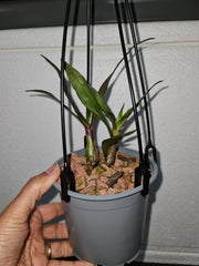 Dendrobium Baby Hibiki (Den. Hibiki x Den. laevifolium ‘Fireball-Pink Giant’)