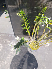 Dendrobium Isabel Sander ( A Rare Dendrobium in flowers now)