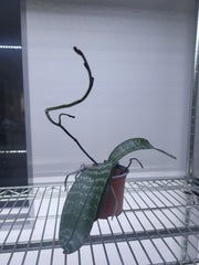 Phalaenopsis Schilleriana (In Spike Now)