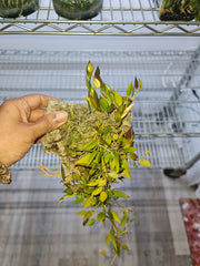 Dendrobium pugioniforme