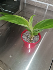 (Variegated Leaves) Monnierara Millennium Magic 'Witchcraft' FCC/AOS