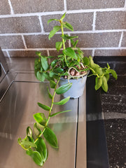 Dendrobium insigne (Fragrant)