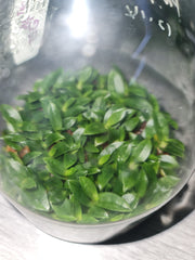 Paph. delenatii (Species Flask - Conical) ex Taiwan