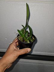 Laelia rubescens (Fragrant Species)