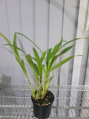 Coelia bella (Fragrant Species)