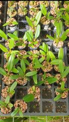 Bulbophyllum Medusae