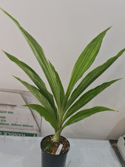 Phaius Lady Ramona Harris ‘Here’s Looking at You’