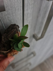 Sophronitis cernua (Mini Species from Brazil)