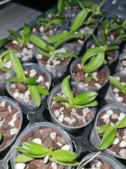 Phalaenopsis cornu-cervi alba 'Peloric' (Rare Species)