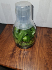 Flask- Phalaenopsis violacea 'indigo x  Phal. bellina