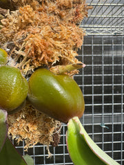 Bulbophyllum Phalaenopsis (Mature Plant)