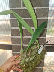 Bulbophyllum recurvilabre