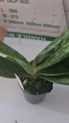 ( IN FLOWER BUDS NOW) Paphiopedilum (In-Charm Silver Bell x Doya Green Prince)