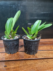 Cattleya Rungnapha Fancy Warm Welcome