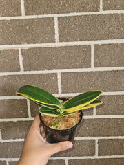 Phalaenopsis Chia - E Yenlin 'variegted'