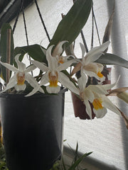 Coelogyne Unchained Melody (Fragrant) (In Flowers Now)