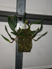 (IN FLOWER SPIKE) Bulbophyllum Fascination ‘Bill’s Pride’ HCC/AOS