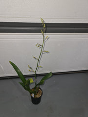 Oncidium Rex's Luck 'Firefly' (In Spike)