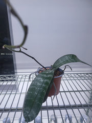 Phalaenopsis Schilleriana (In Spike Now)