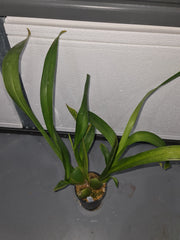 Vuylstekeara 'Dark Lust'