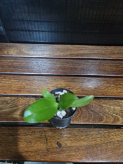 Phalaenopsis bellina f. coerulea (wild Fire Shape x Ten Shin Zero No. 2) FRAGRANT