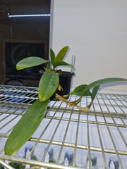 Bulbophyllum macranthum (The Large-Flowered Orchid)