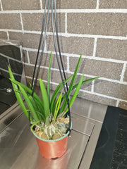 Brassavola Little Stars (nodosa x subulifolia)