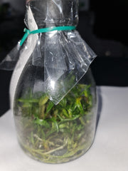 Dendrobium lowii (Species Flask - Conical) ex Taiwan