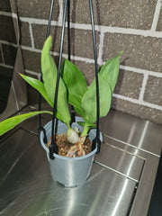 (BLACK ORCHID) Monnierara Millennium Magic 'Witchcraft'