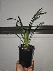 Cymbidium Kiwi Midnight 'Geyserland' FCC/AOS