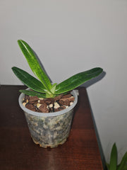 Paphiopedilum emersonii ('Pink Blush' x 'Wild Heart')