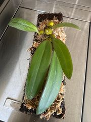 Bulbophyllum Phalaenopsis