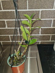 Dendrobium virgineum