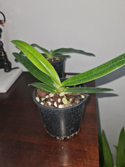 Paphiopedilum emersonii ('#415' x '#Nei San #5')