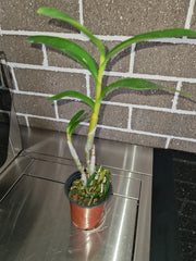 Dendrobium discolor var. broomfieldii