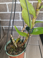 Dendrobium virgineum