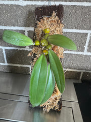 Bulbophyllum Phalaenopsis