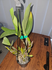 Dendrobium Jungle Gem x shiraishii