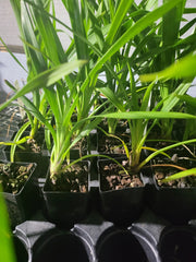 Cymbidium Jungle Odyssey