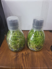 Flask - Catasetum tenobrosum (Species)