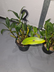 Dendrobium Densiflorum ( Mature Plant)