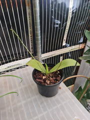 Phalaenopsis bastianii (Species from Philippines) FLOWERING SIZE