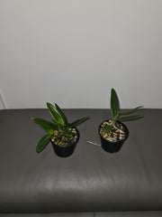 Cattleya mossiae f. coerulea