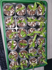 Phalaenopsis cornu-cervi alba 'Peloric' (Rare Species)