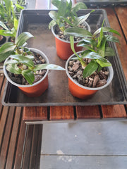 Den. Hibiki (bracteosum x laevifolium) LONG LASTING FLOWERS