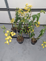 Dendrobium Gatton Sunray FCC/RHS, FCC/AOS (pulchellum x Illustre)