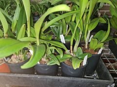 Cattleya/Rlc Lady Gaga 'Poker Face' MC