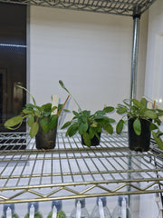 Blunt Greenhood Orchid - Pterostylis curta