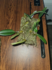 Bulbophyllum Meen Juvenile Hawk