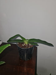 Paphiopedilum emersonii ('#415' x '#Nei San #5')